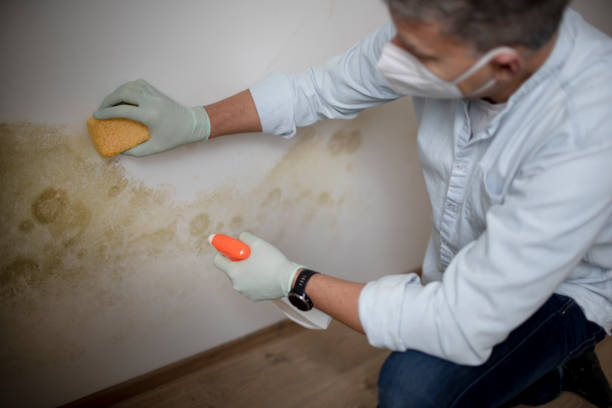 Mold Removal and Inspection in Cicero, IN