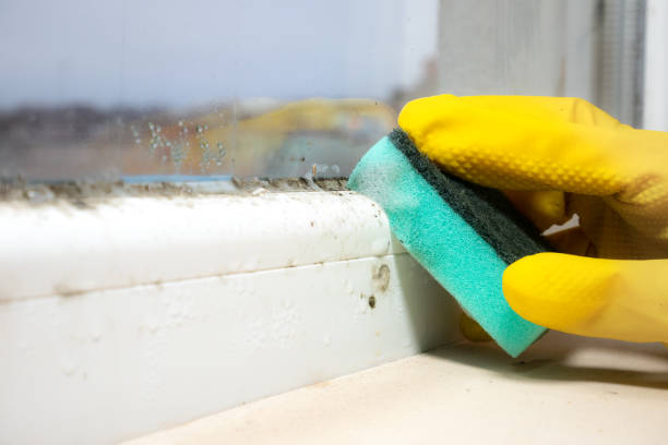 Best Residential Mold Removal  in Cicero, IN