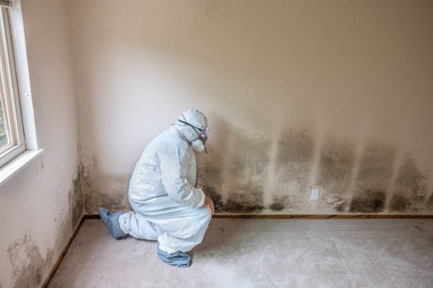 Certified Mold Removal in Cicero, IN